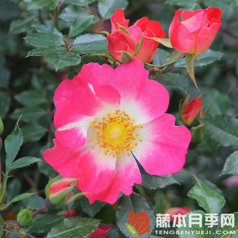蜜蜂乐园(双色) 蜜蜂乐园(双色)