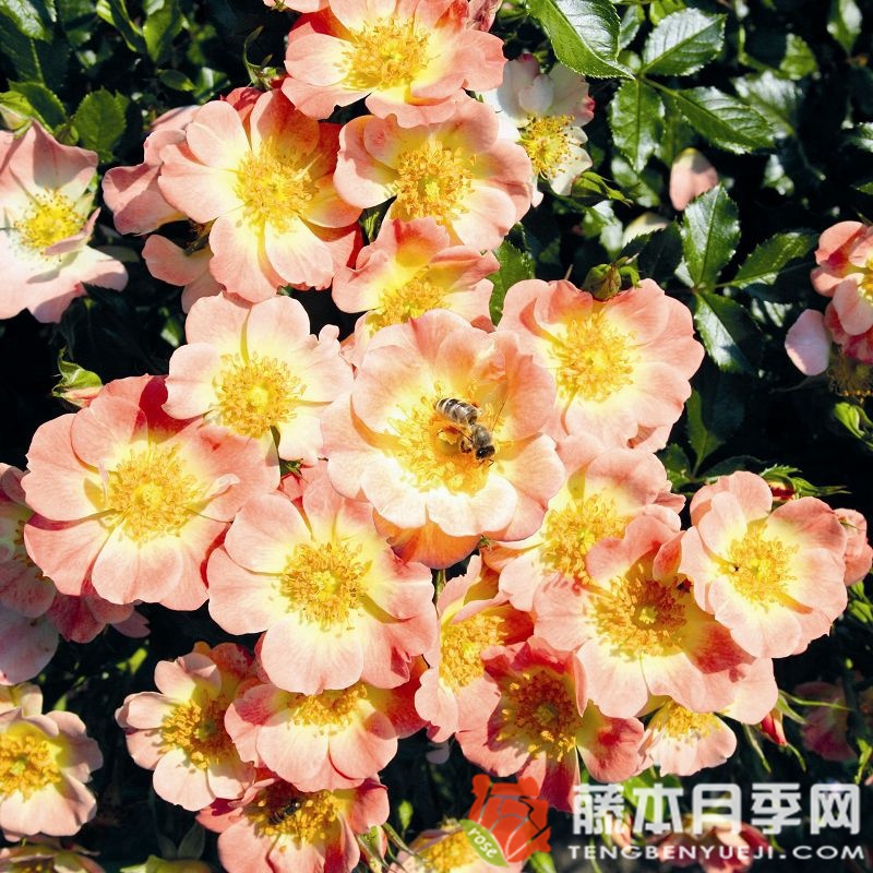 杏色蜜蜂乐园月季 杏色蜜蜂乐园月季