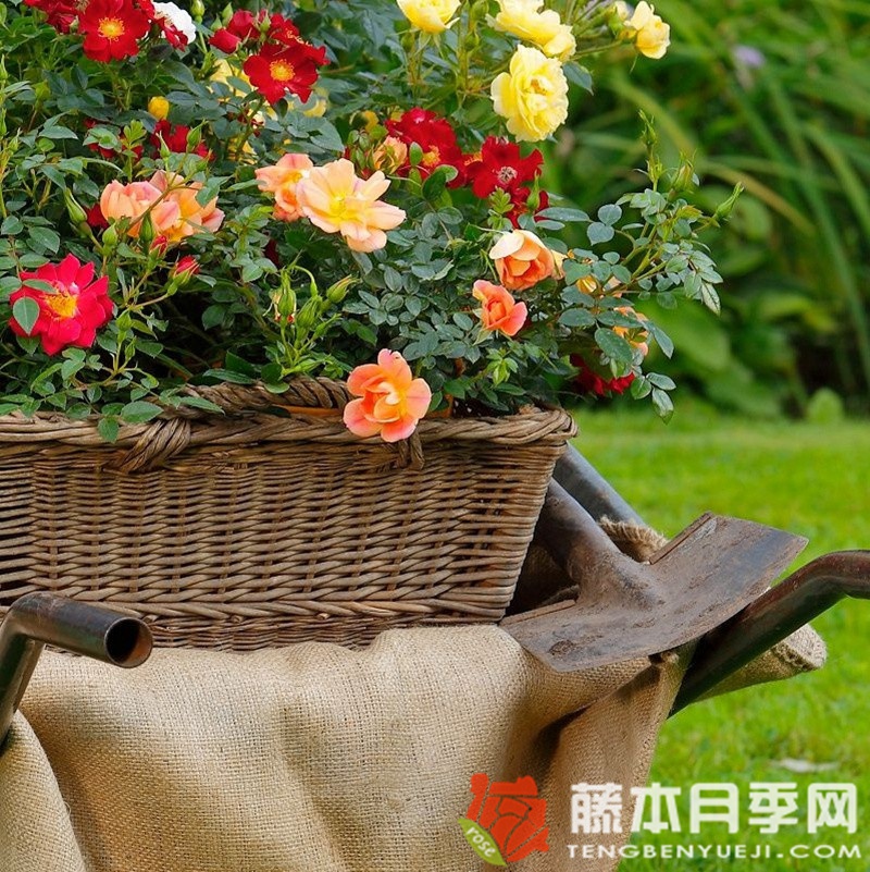 杏色蜜蜂乐园月季 杏色蜜蜂乐园月季