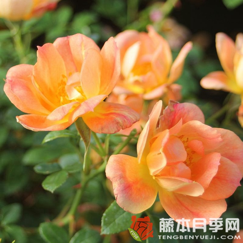 杏色蜜蜂乐园月季 杏色蜜蜂乐园月季