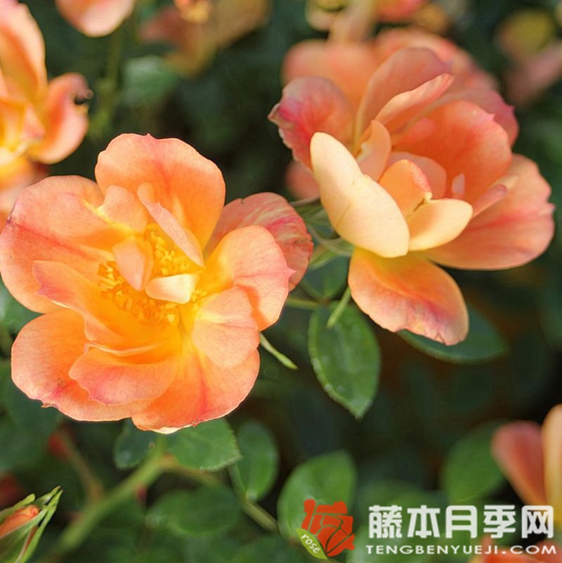 杏色蜜蜂乐园月季 杏色蜜蜂乐园月季