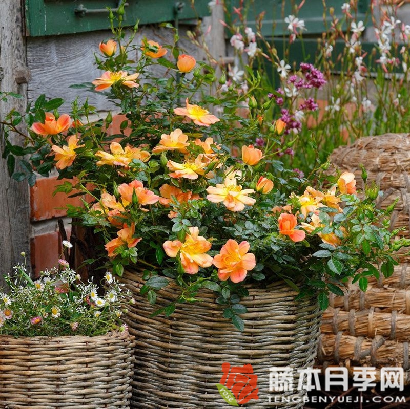 杏色蜜蜂乐园月季 杏色蜜蜂乐园月季