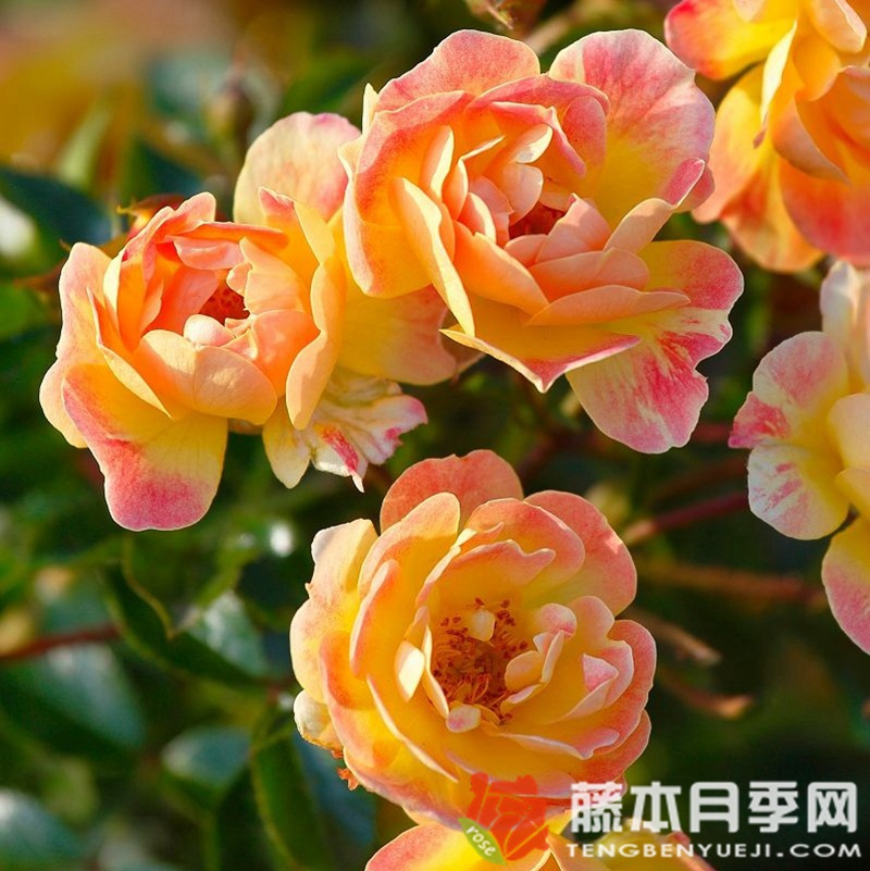 水果蜜蜂乐园月季 水果蜜蜂乐园月季