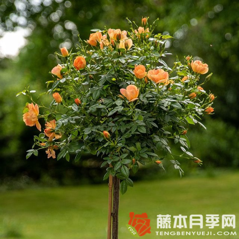 水果蜜蜂乐园月季 水果蜜蜂乐园月季