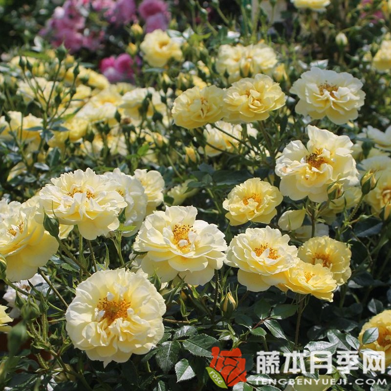黄色蜜蜂乐园月季 黄色蜜蜂乐园月季