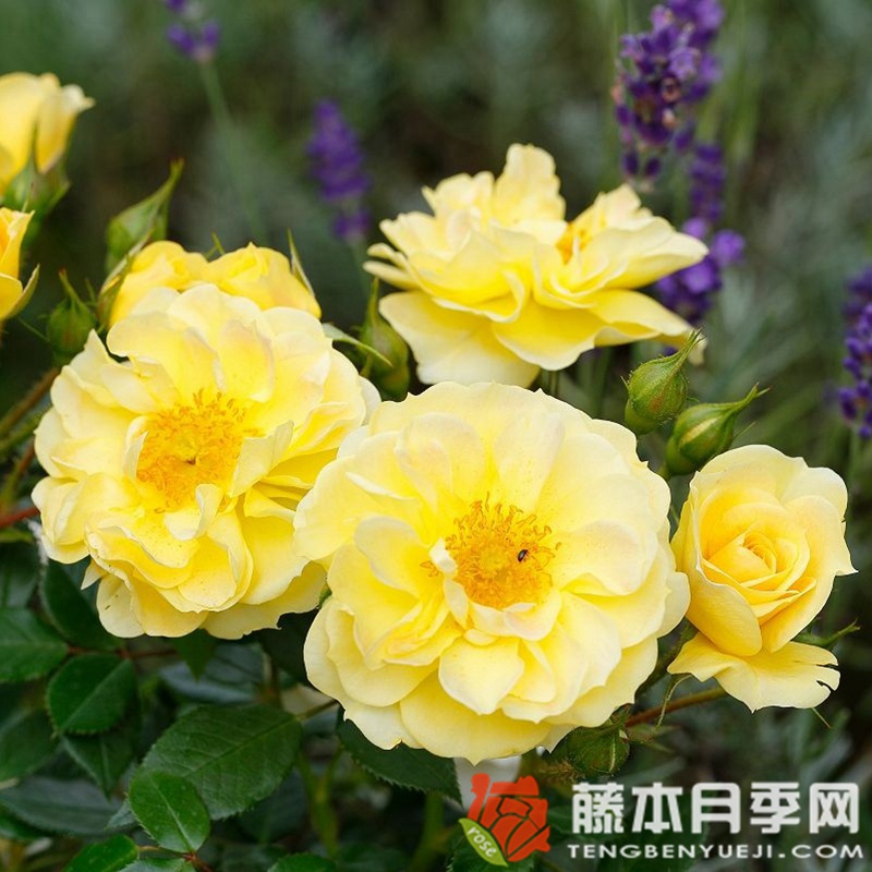 黄色蜜蜂乐园月季 黄色蜜蜂乐园月季