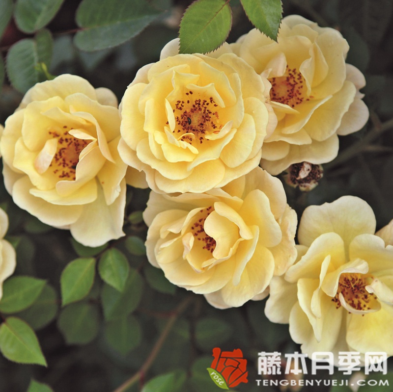 黄色蜜蜂乐园月季 黄色蜜蜂乐园月季