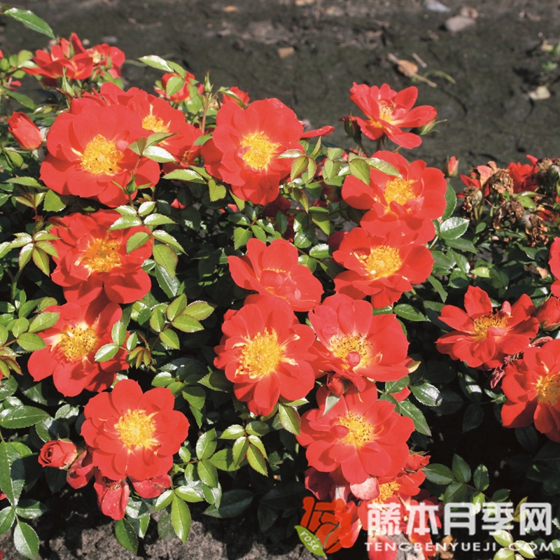浅红色蜜蜂乐园月季 浅红色蜜蜂乐园月季