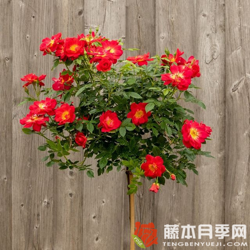 浅红色蜜蜂乐园月季 浅红色蜜蜂乐园月季