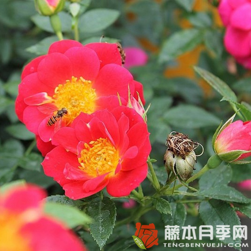 浅红色蜜蜂乐园月季 浅红色蜜蜂乐园月季