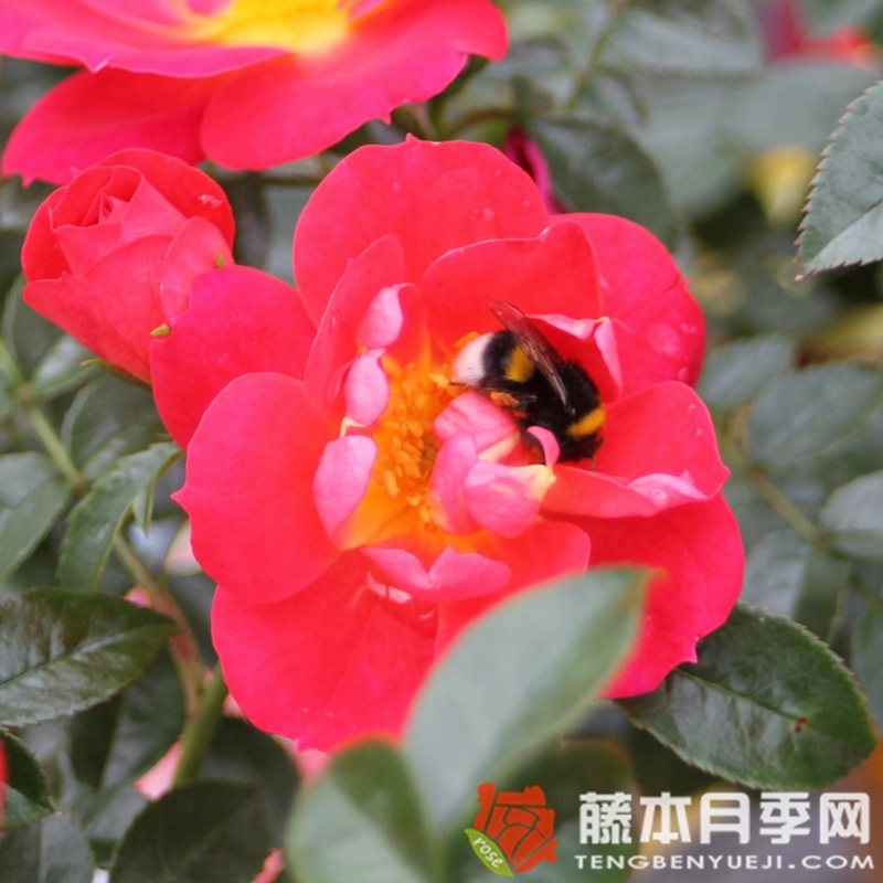 浅红色蜜蜂乐园月季 浅红色蜜蜂乐园月季