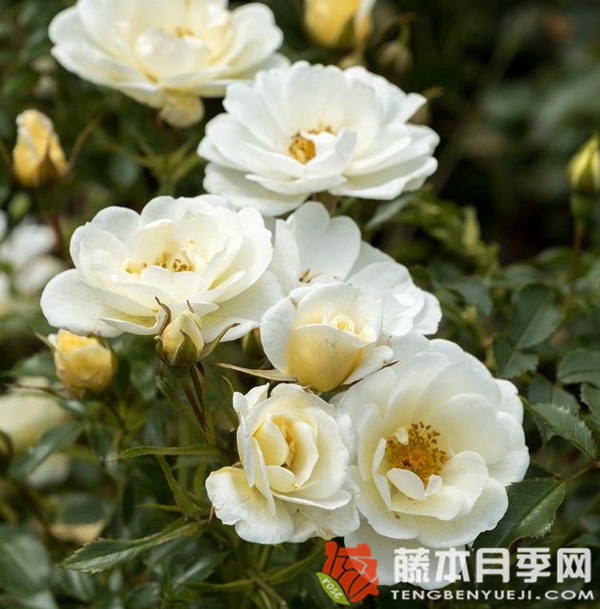 乳白色蜜蜂乐园月季 乳白色蜜蜂乐园月季