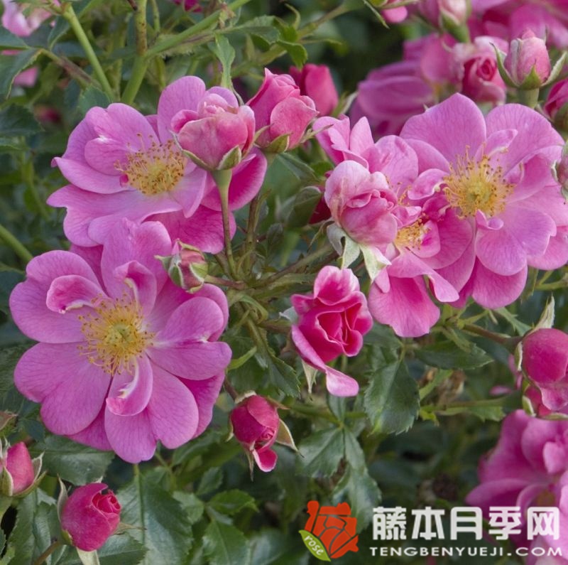 玫红蜜蜂乐园 玫红蜜蜂乐园
