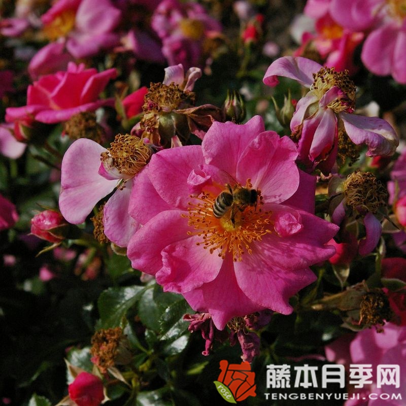 玫红蜜蜂乐园 玫红蜜蜂乐园
