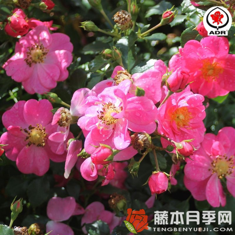 玫红蜜蜂乐园 玫红蜜蜂乐园