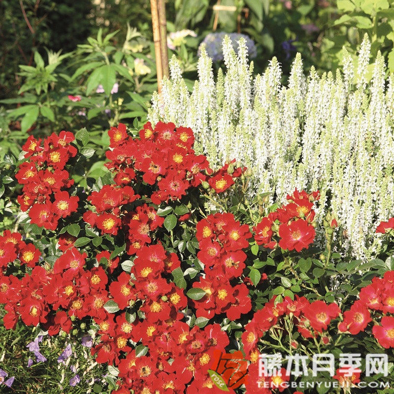 红色蜜蜂乐园月季 红色蜜蜂乐园月季