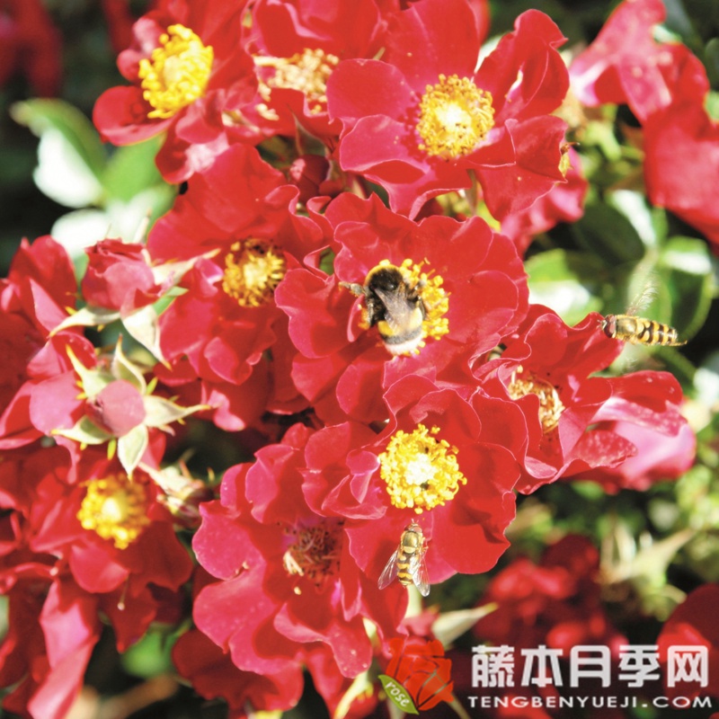 红色蜜蜂乐园月季 红色蜜蜂乐园月季
