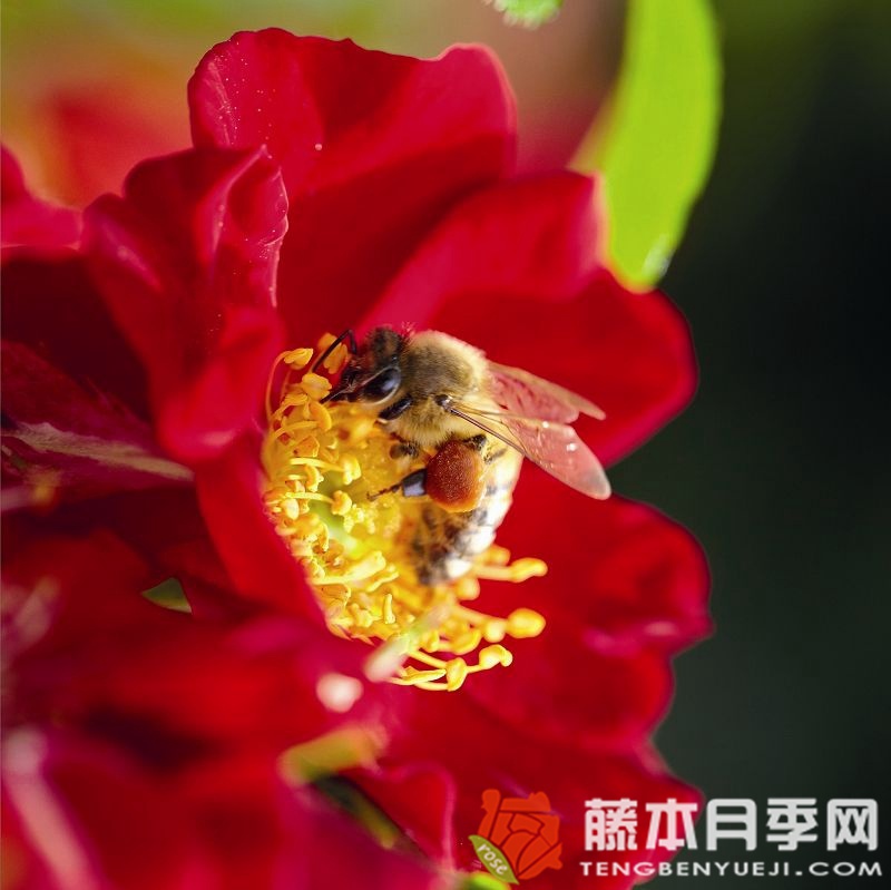 红色蜜蜂乐园月季 红色蜜蜂乐园月季