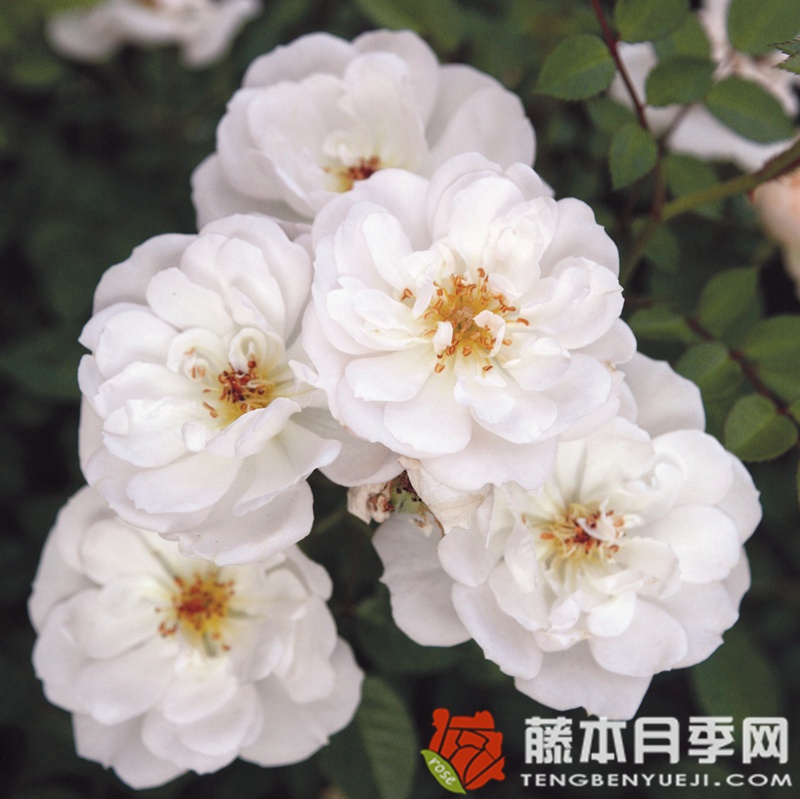 白色蜜蜂乐园月季 白色蜜蜂乐园月季