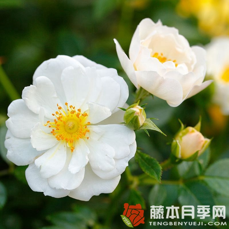 白色蜜蜂乐园月季 白色蜜蜂乐园月季
