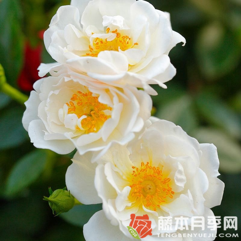 白色蜜蜂乐园月季 白色蜜蜂乐园月季