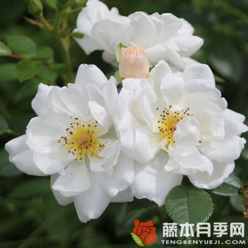 白色蜜蜂乐园月季 白色蜜蜂乐园月季