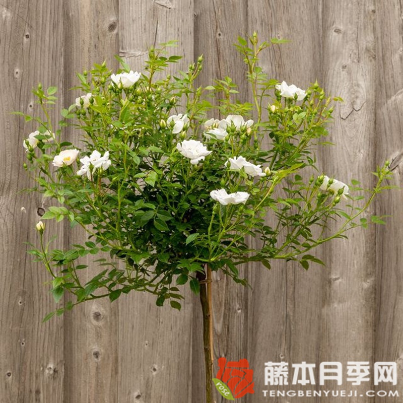 白色蜜蜂乐园月季 白色蜜蜂乐园月季