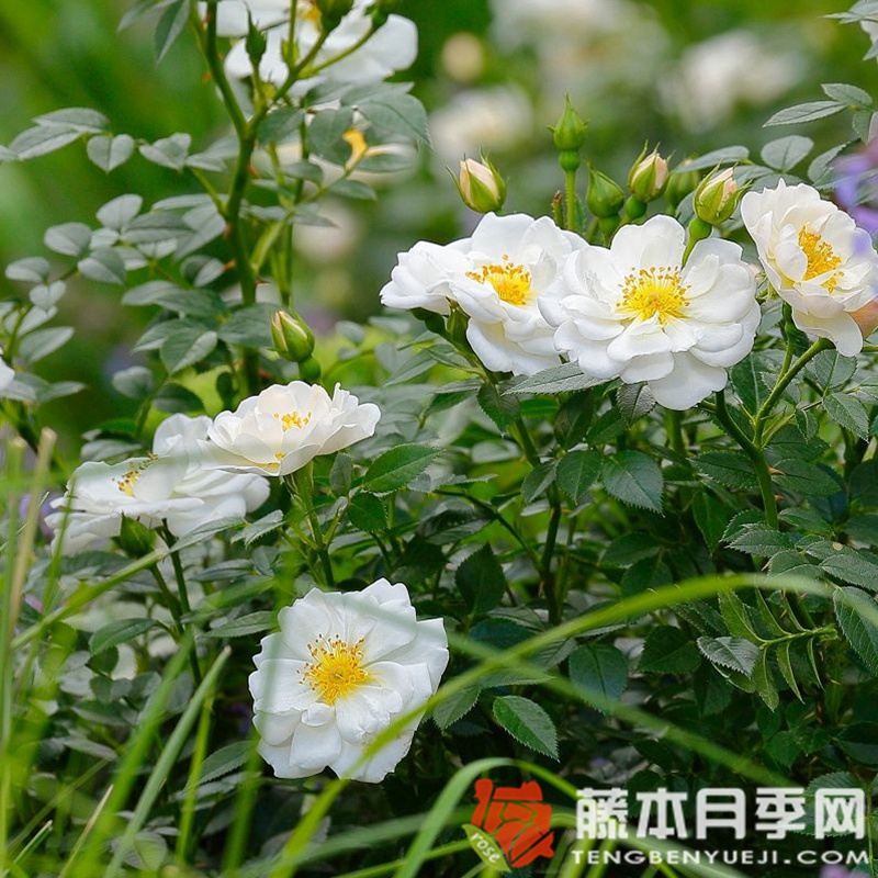 白色蜜蜂乐园月季 白色蜜蜂乐园月季