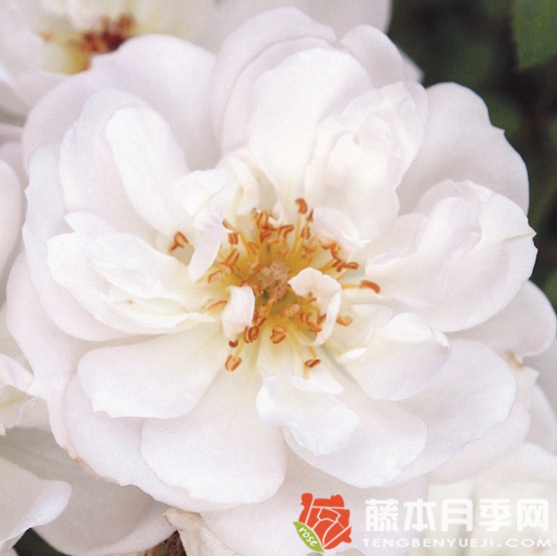 白色蜜蜂乐园月季 白色蜜蜂乐园月季