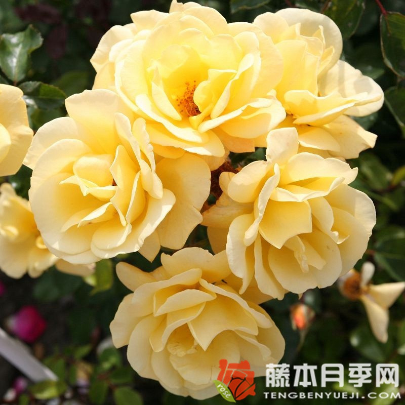 坎德拉/烛光 坎德拉/烛光