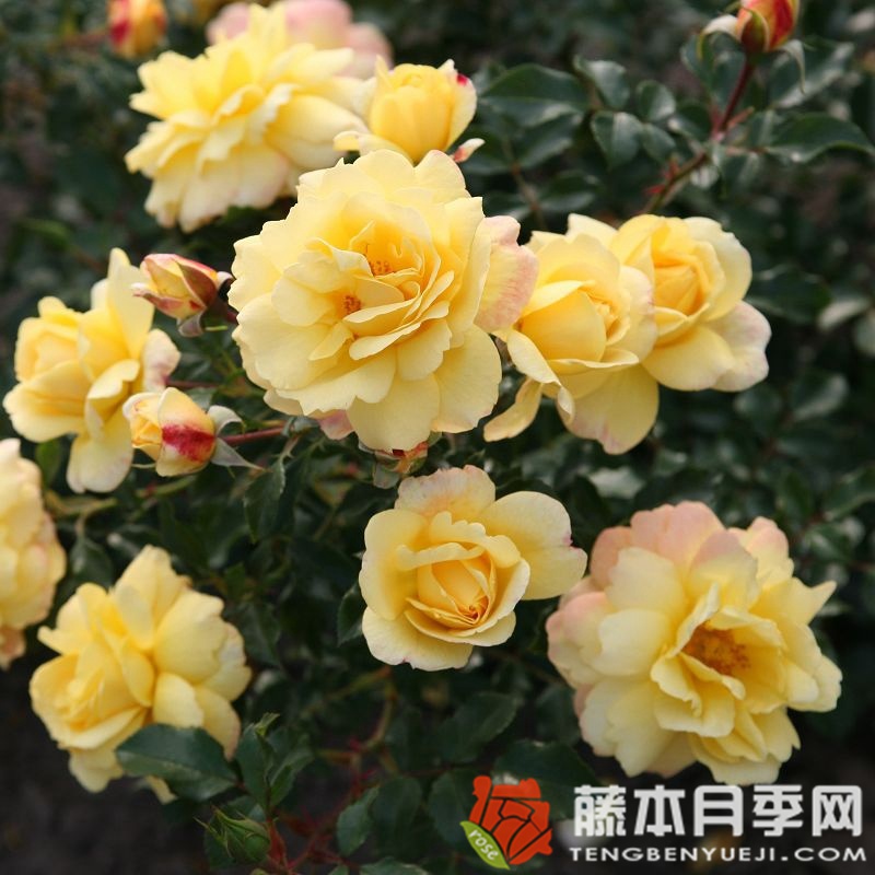 坎德拉/烛光 坎德拉/烛光