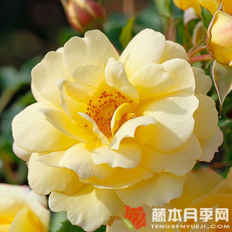 坎德拉/烛光 坎德拉/烛光