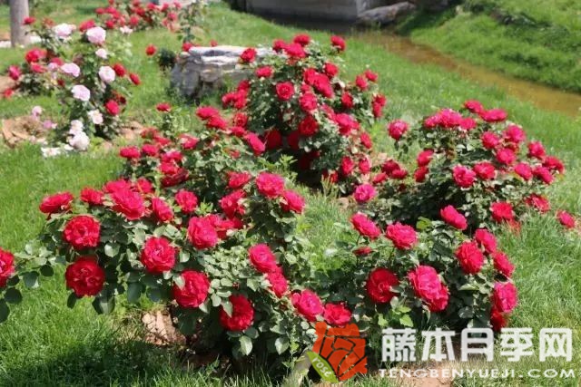 火焰山月季优缺点 火焰山月季优缺点
