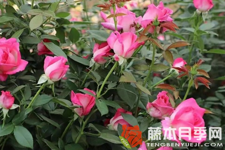 甜蜜的梦月季优缺点 甜蜜的梦月季优缺点