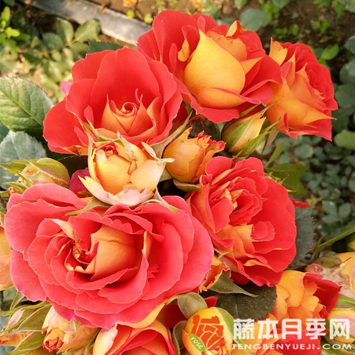 双鱼座阳台月季优缺点 双鱼座阳台月季优缺点
