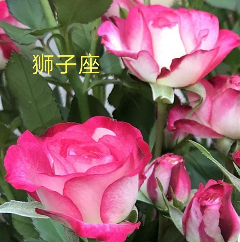 复色狮子座月季优缺点 复色狮子座月季优缺点