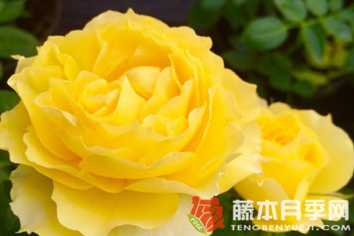 狮子座阳台月季优缺点 狮子座阳台月季优缺点