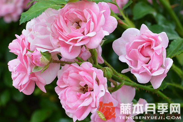 小仙女月季优缺点 小仙女月季优缺点