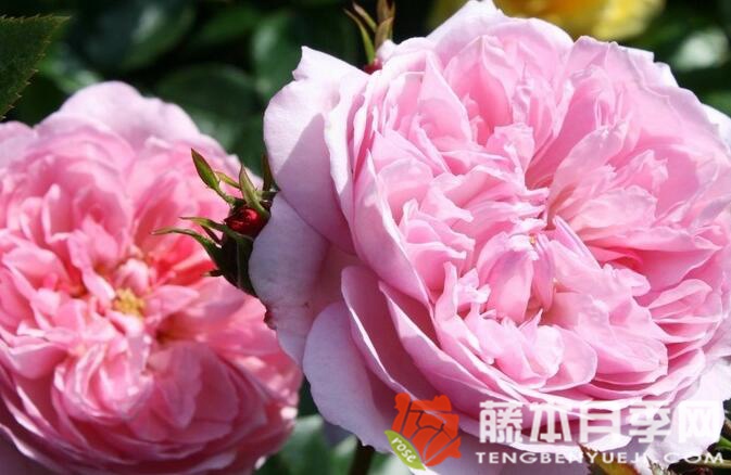 女王的伦敦孩子月季优缺点 女王的伦敦孩子月季优缺点