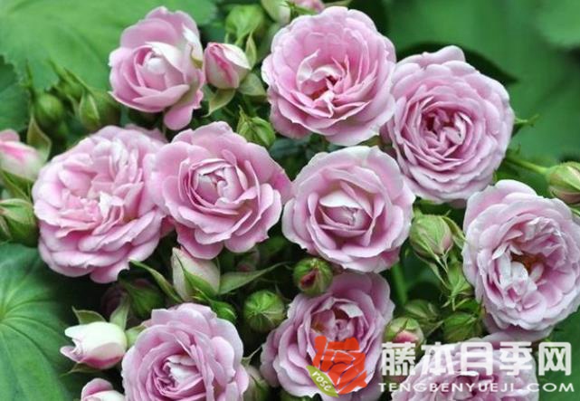 郝薇香小姐月季优缺点 郝薇香小姐月季优缺点