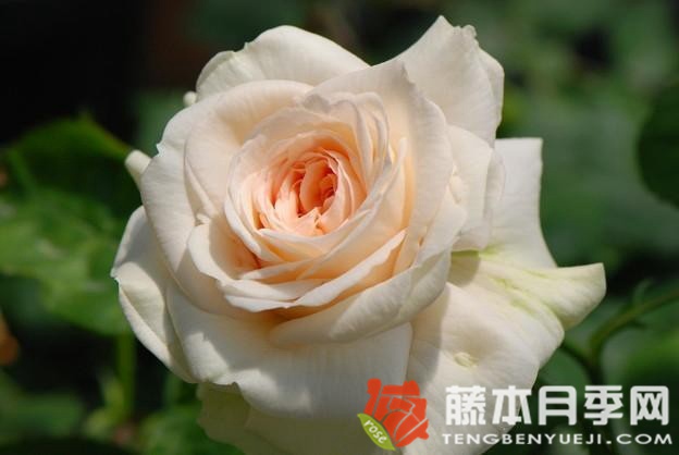 蒙特罗莎月季优缺点 蒙特罗莎月季优缺点