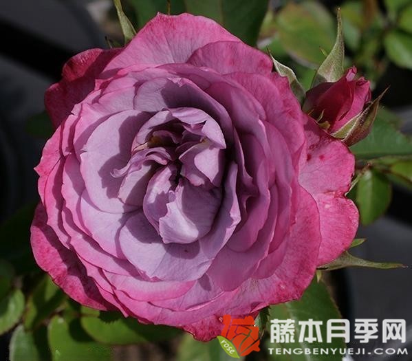 依云月季优缺点 依云月季优缺点