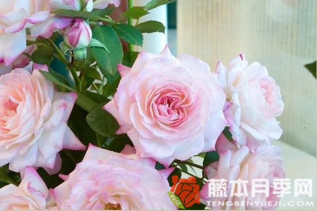 萨拉安妮月季优缺点 萨拉安妮月季优缺点