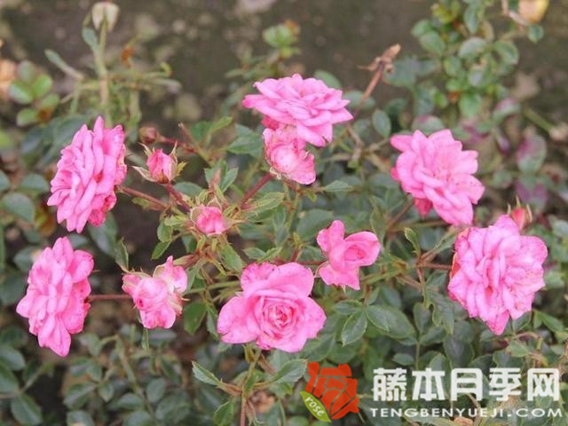 糖宝宝月季优缺点 糖宝宝月季优缺点