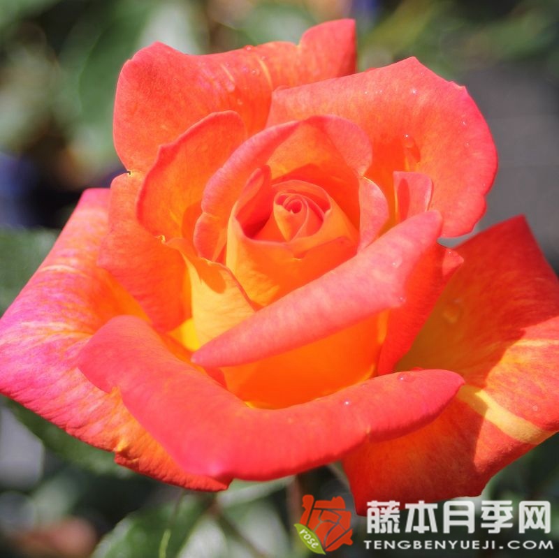 加勒比海月季 加勒比海月季