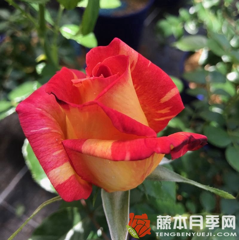 加勒比海月季 加勒比海月季