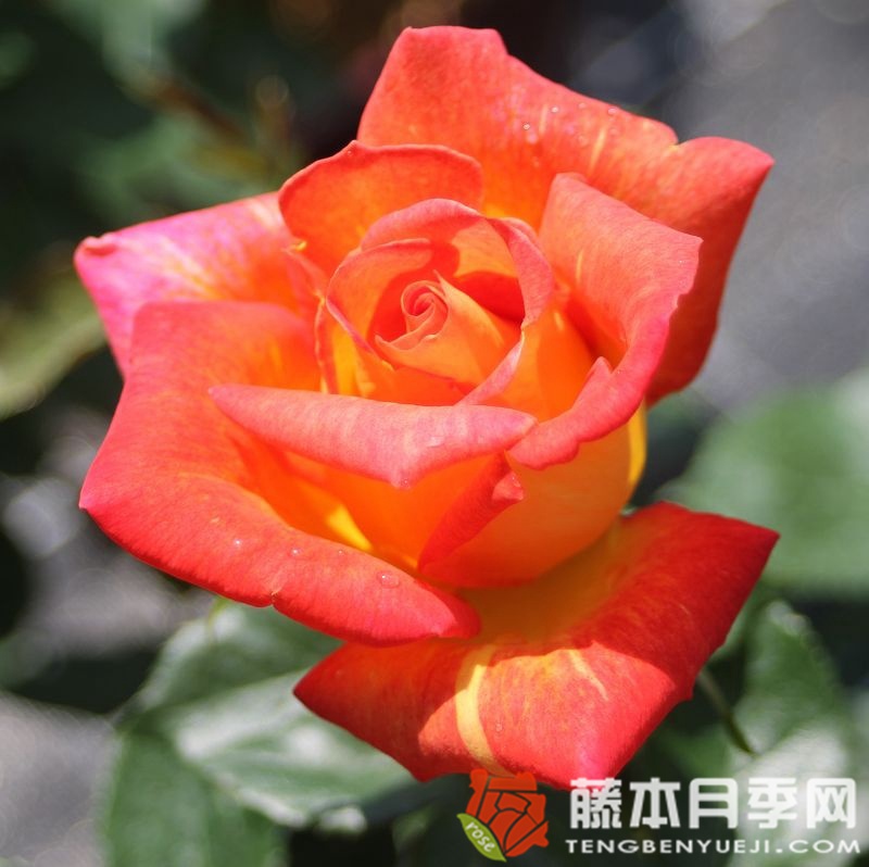 加勒比海月季 加勒比海月季