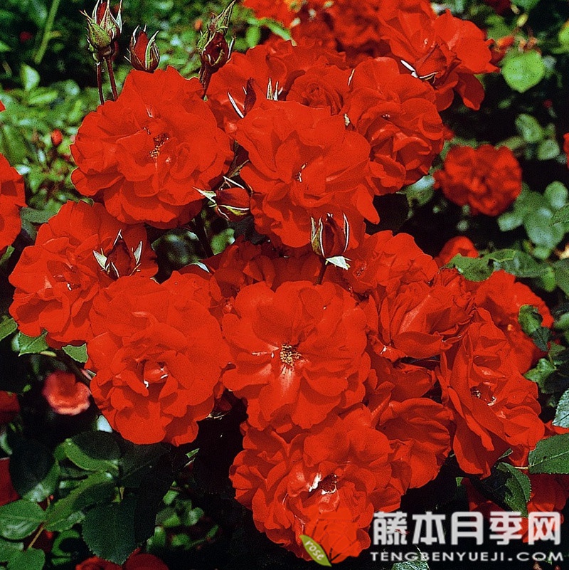 卡斯泰拉月季 卡斯泰拉月季