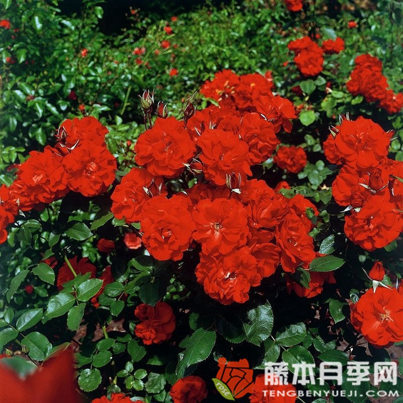 卡斯泰拉月季 卡斯泰拉月季