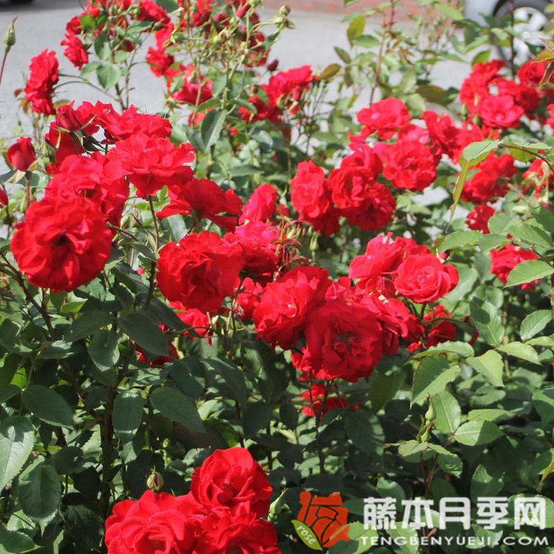 卡斯泰拉月季 卡斯泰拉月季